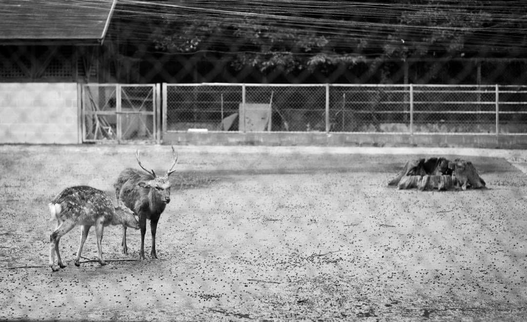 【美品】CONTAX CarlZeiss Planar T* 85mm F1.4