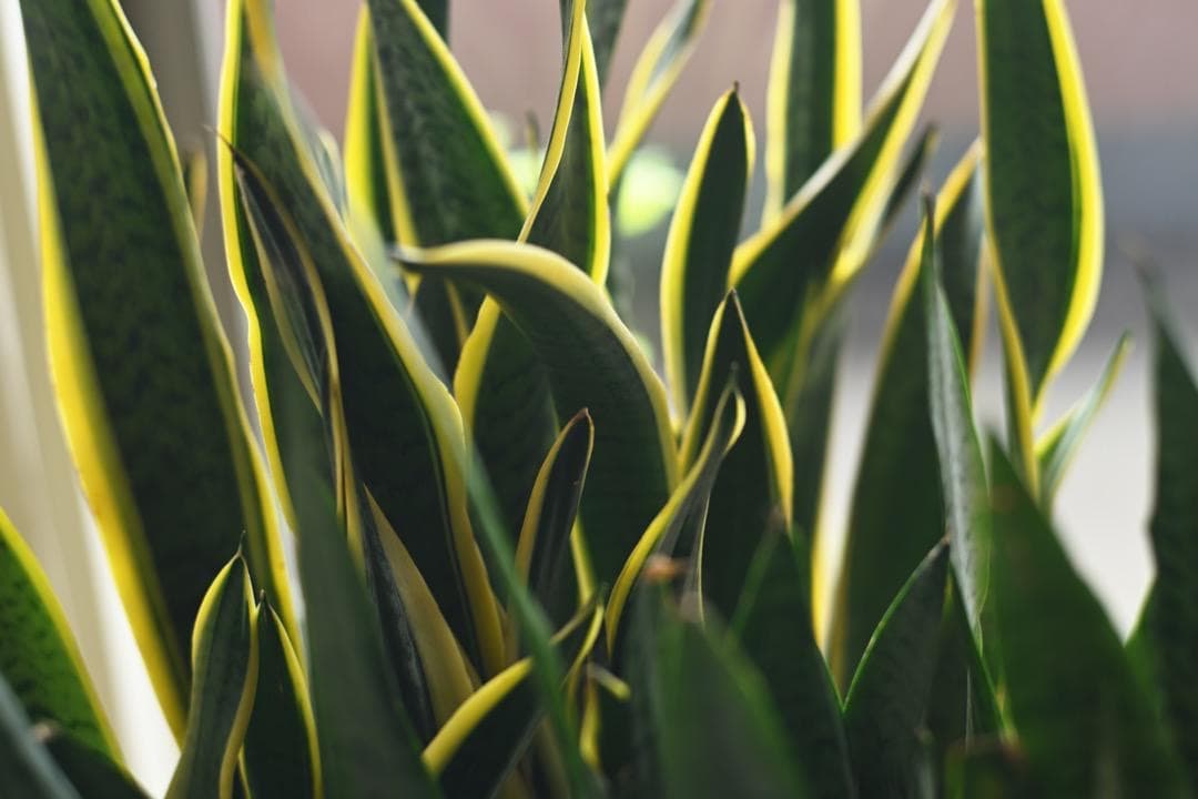 【美品】CONTAX CarlZeiss Planar T* 85mm F1.4