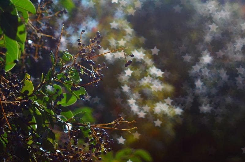 ☆ 星ボケレンズ 　PENTAX SMC 55mm F1.8 M42