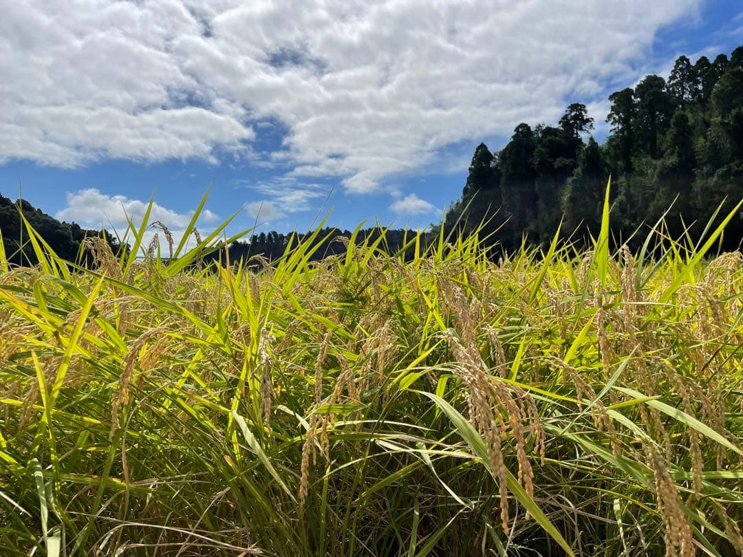 農家直送　令和7年千葉県産コシヒカリ 玄米30kg