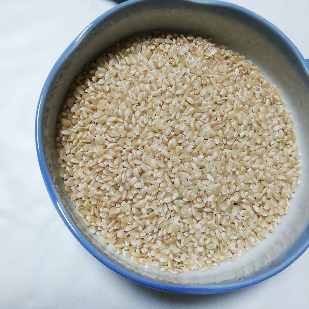 コシヒカリ玄米２０kg　令和７年９月収穫