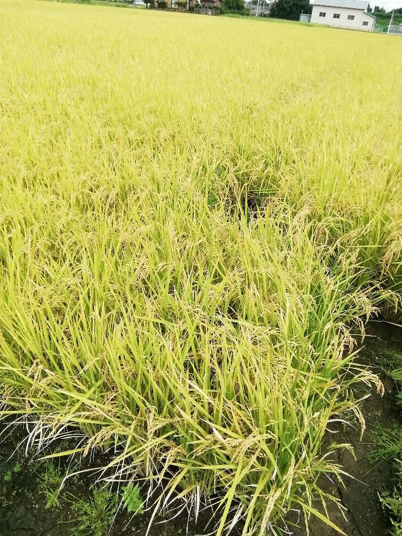 コシヒカリ玄米２０kg　令和７年９月収穫