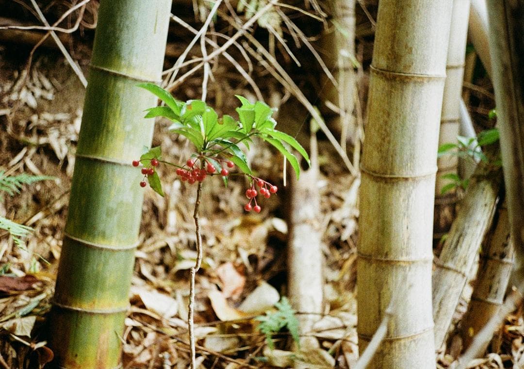 オリンパスペンD 実写済み OLYMPUS PEN D