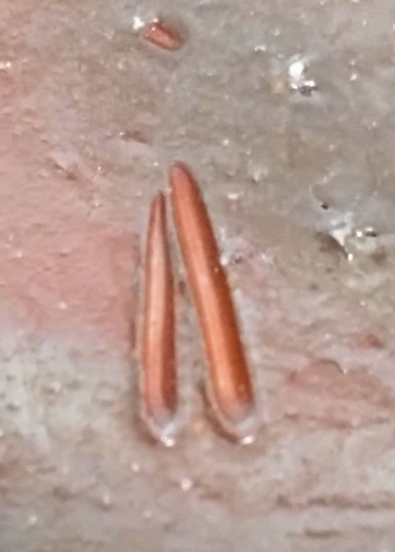 人間国宝　伊勢崎淳作　備前焼　湯呑み　備前焼緋襷湯呑み