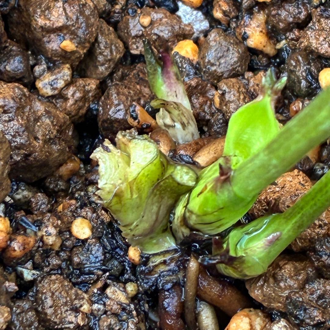 の*ん様 3431☘️花、タグ付☘️グロッシーカラー⭐️艶々⭐️艶ピコ⭐️艶セン