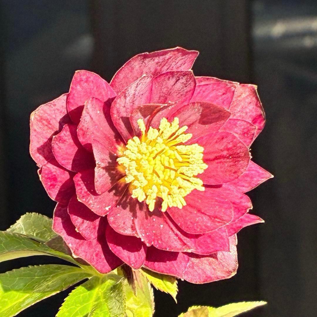 の*ん様 3431☘️花、タグ付☘️グロッシーカラー⭐️艶々⭐️艶ピコ⭐️艶セン