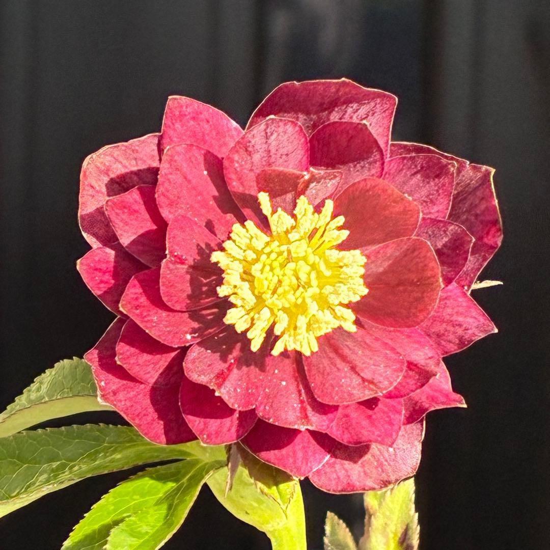 の*ん様 3431☘️花、タグ付☘️グロッシーカラー⭐️艶々⭐️艶ピコ⭐️艶セン