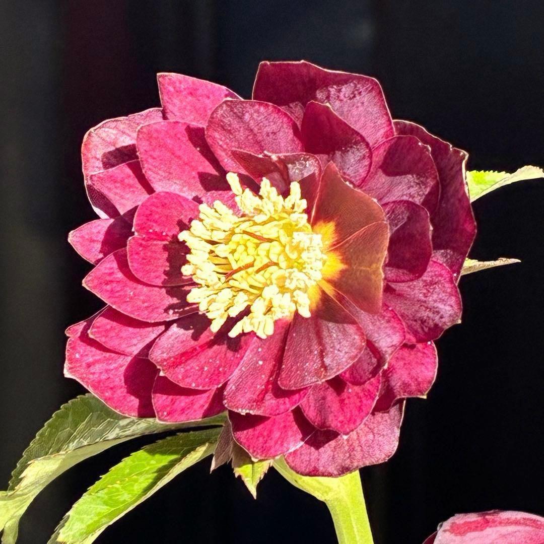 の*ん様 3431☘️花、タグ付☘️グロッシーカラー⭐️艶々⭐️艶ピコ⭐️艶セン