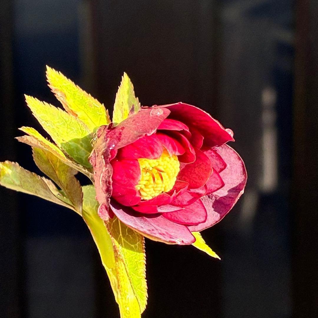 の*ん様 3431☘️花、タグ付☘️グロッシーカラー⭐️艶々⭐️艶ピコ⭐️艶セン