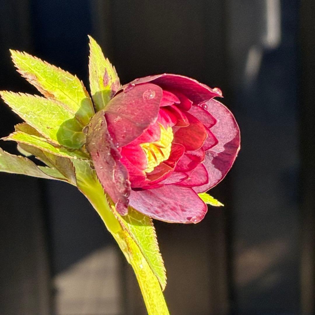 の*ん様 3431☘️花、タグ付☘️グロッシーカラー⭐️艶々⭐️艶ピコ⭐️艶セン