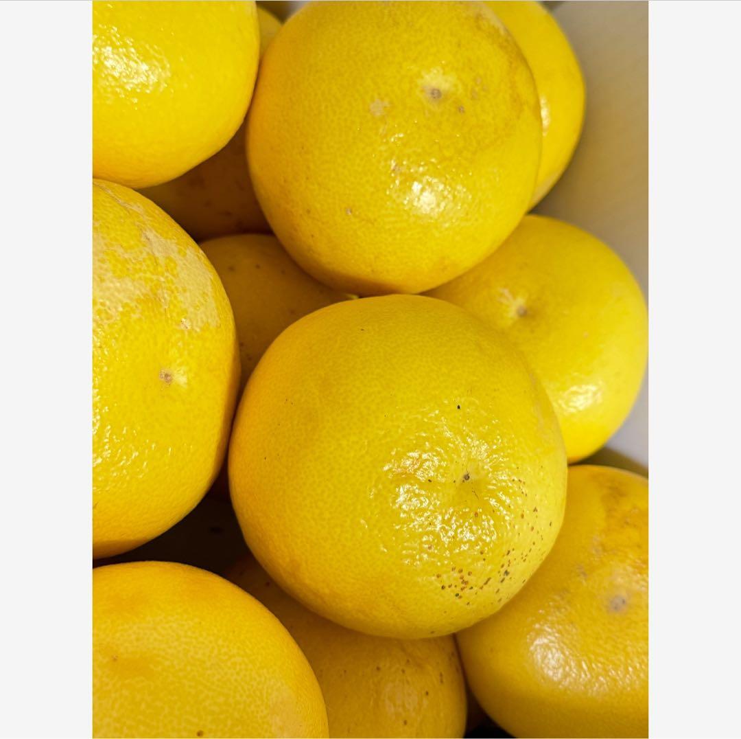 39高知特産 露地栽培 土佐文旦 3L4L文旦 約20kg 大玉 サイズ