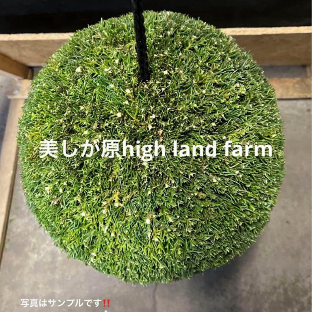 杉玉　約40センチ　屋根付き‼️お客様ご注文品♪