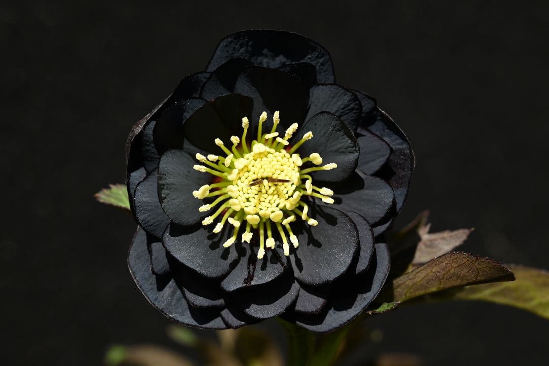 クリスマスローズ　今シーズン初！！！　美黒姫　加藤農園