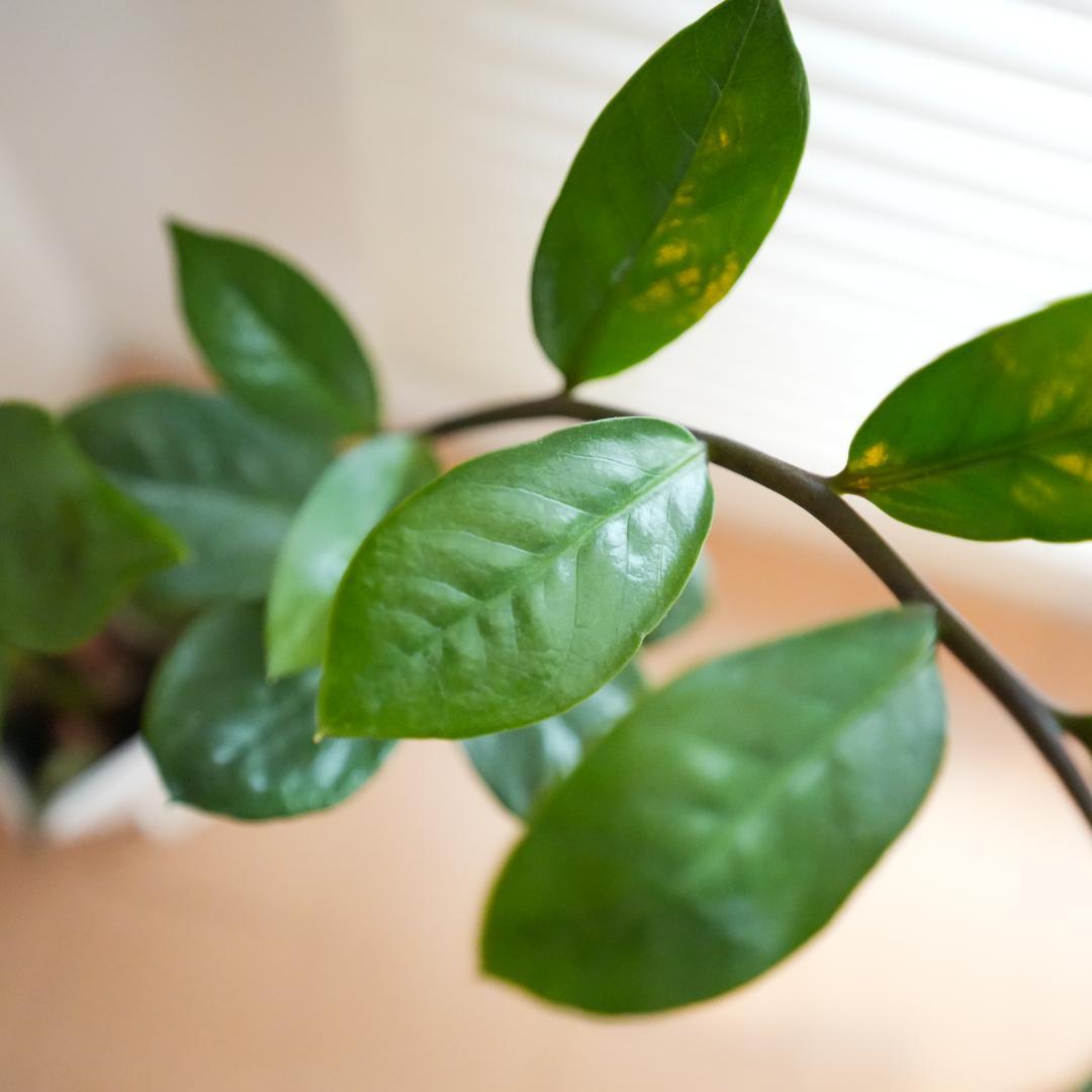 ソニーEマウント-SIGMA 14-24mm F2.8【防湿庫保管】