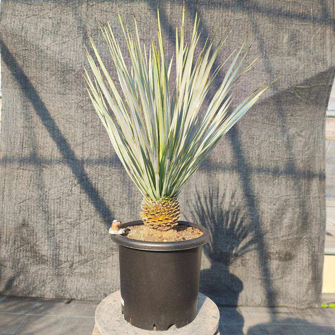 和*ん様 ユッカ ロストラータ Hybrid No.1