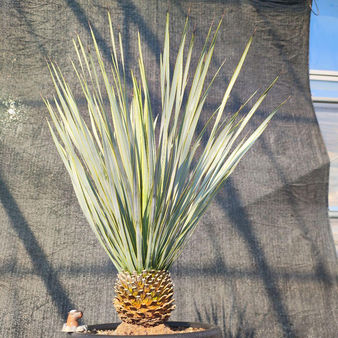 和*ん様 ユッカ ロストラータ Hybrid No.1