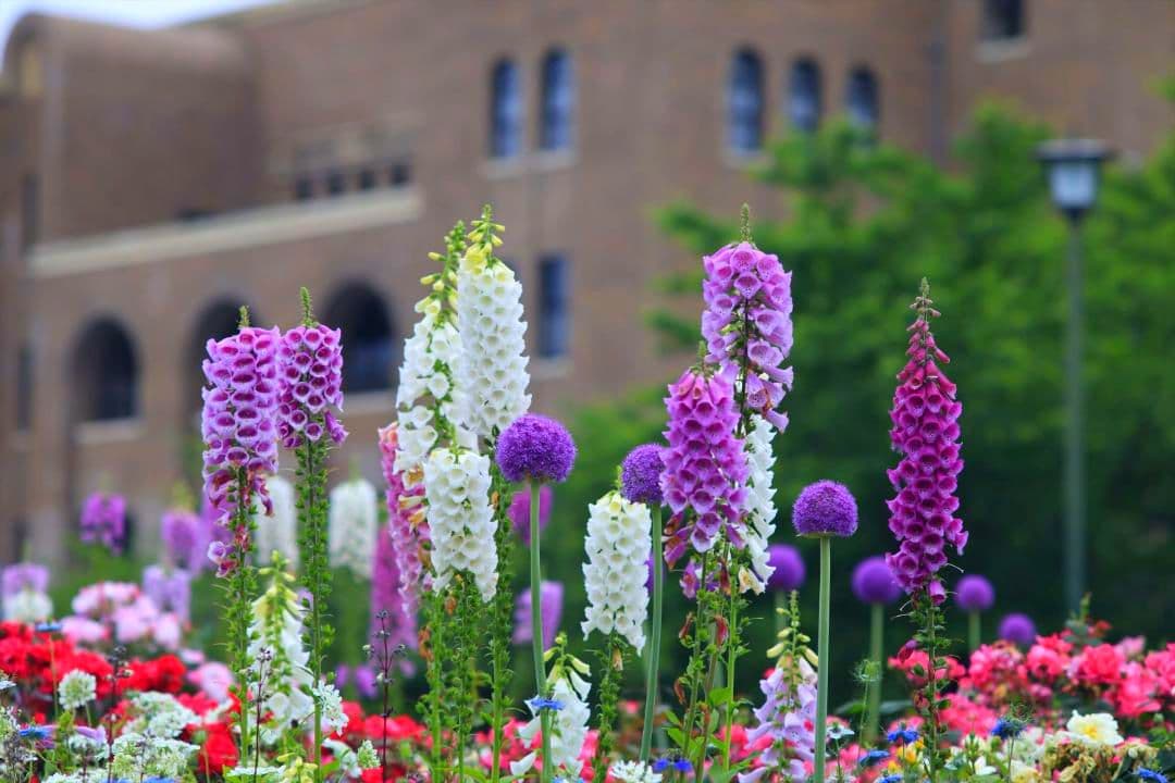 Nikon Nikkor 135mm f/2.8 非Ai 単焦点レンズ