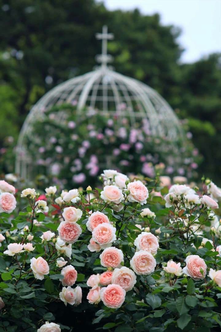 Nikon Nikkor 135mm f/2.8 非Ai 単焦点レンズ