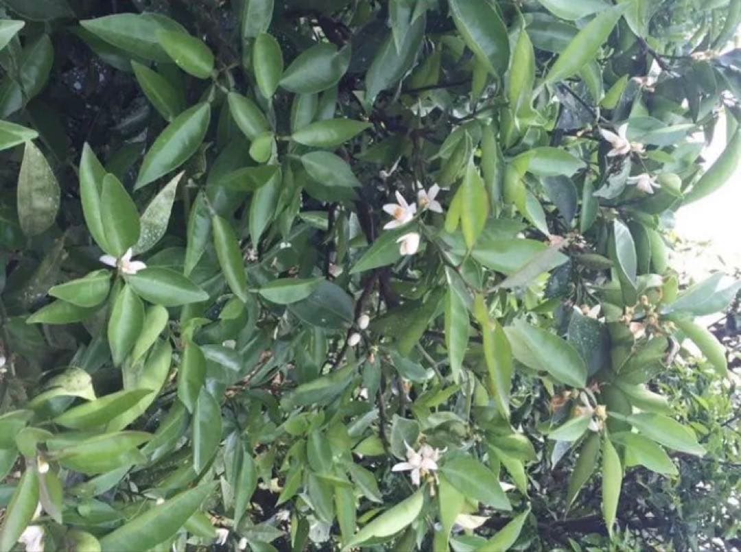 わんこ様用 はちみつ みかん蜜600ｇ 4本