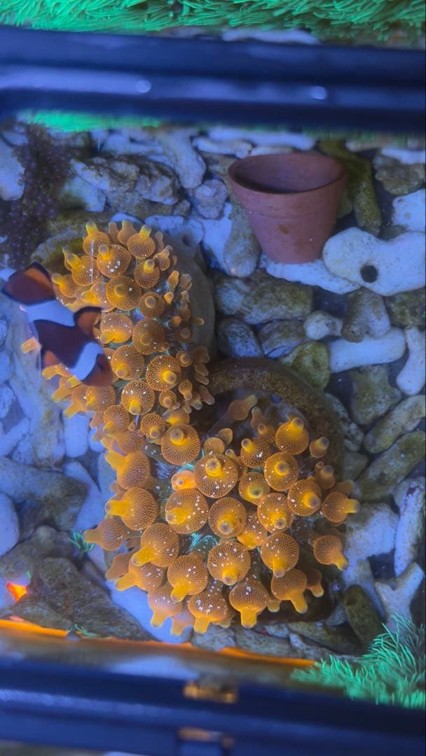 レッドイソギンチャク 海水水槽サンゴ 1個体