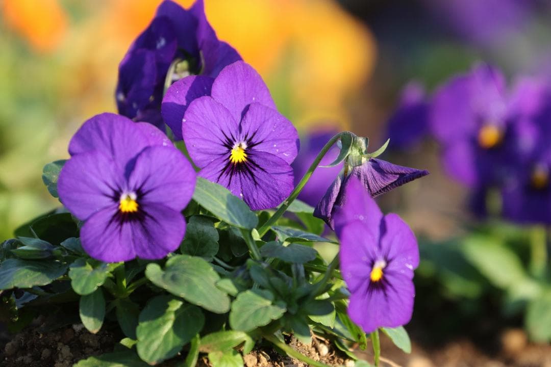 キャノン Canon EF 70-300mm F4-5.6 L IS USM