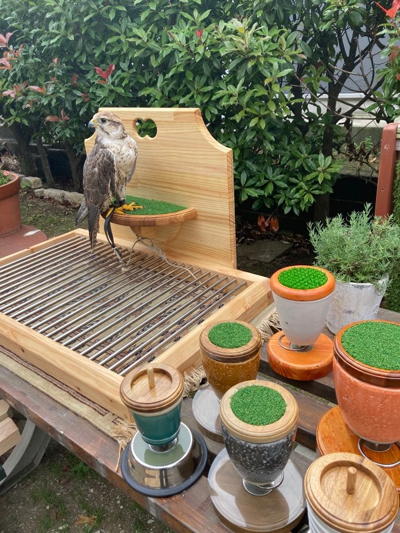 ごん　猛禽類オーダーシェルフパーチ