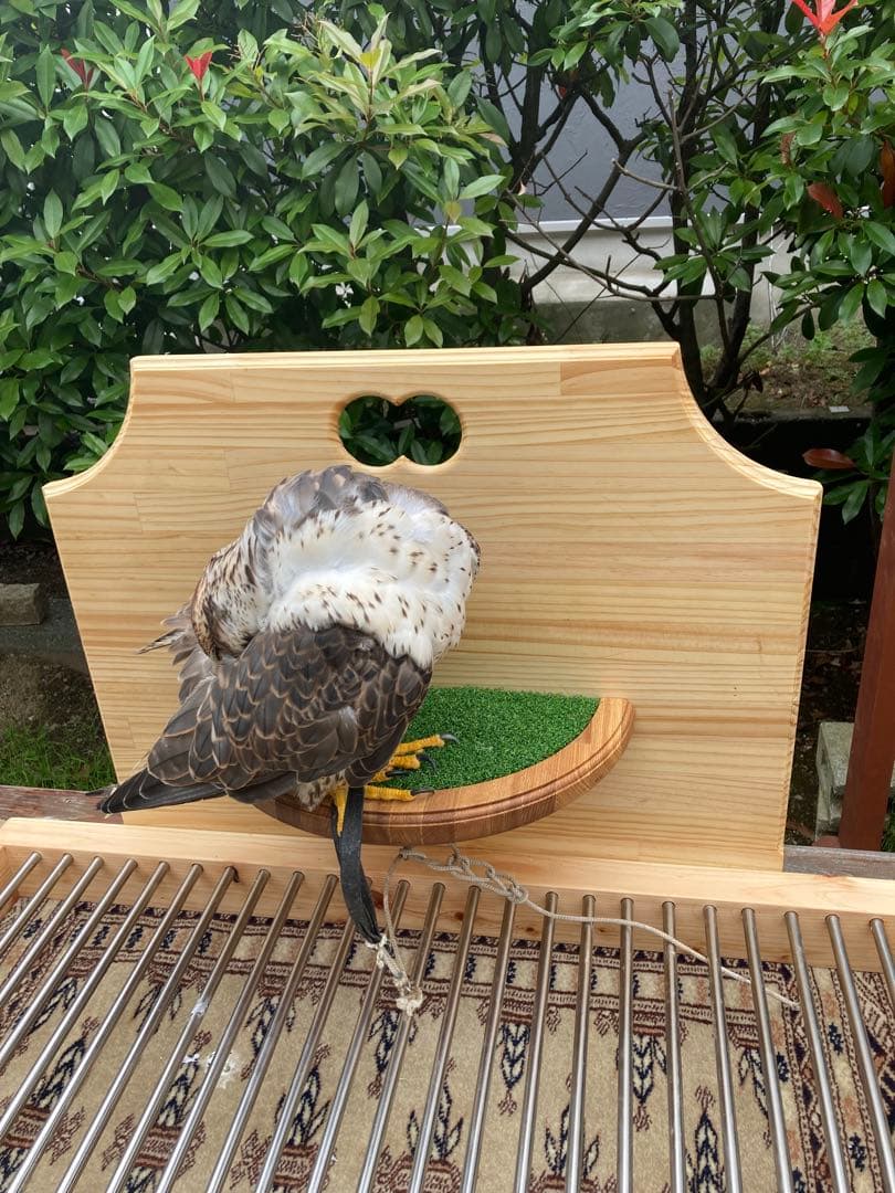 ごん　猛禽類オーダーシェルフパーチ