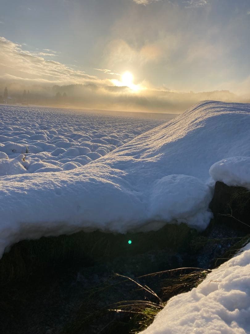 魚沼産コシヒカリ精米10㌔