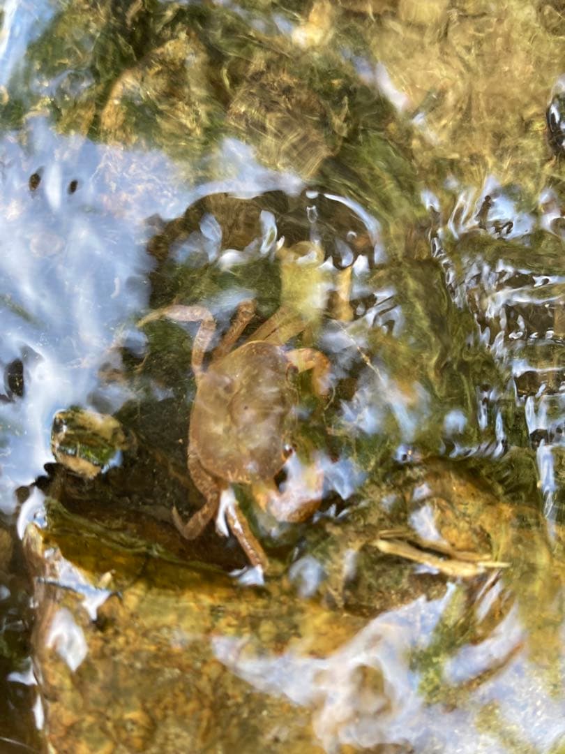 魚沼産コシヒカリ精米10㌔