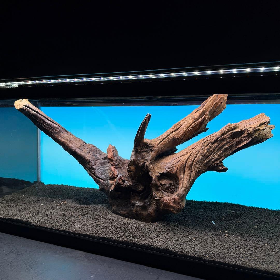 MRW-6797 特大赤系流木　アーチ流木　一点物　90cm水槽用