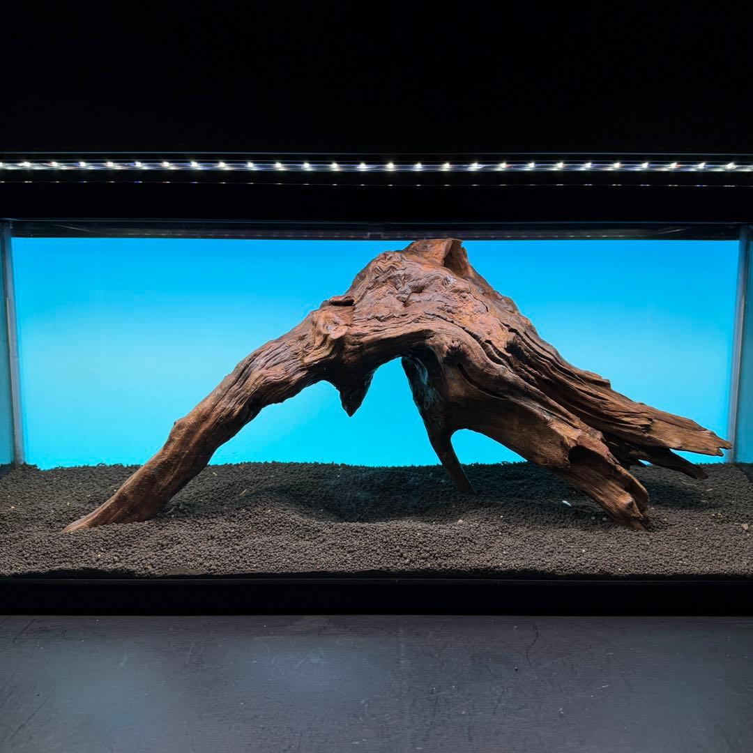 MRW-6797 特大赤系流木　アーチ流木　一点物　90cm水槽用