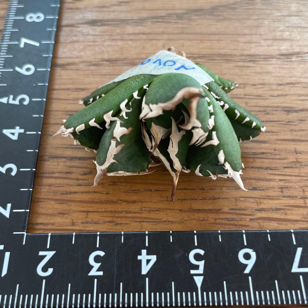 【REZA産】イラン株　選抜　アガベ　　NOVA ノヴァ　12月便