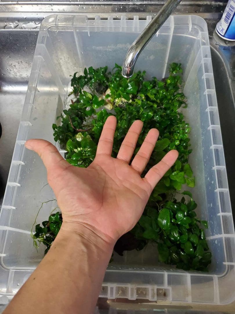 新鮮な水草 手のひらサイズ