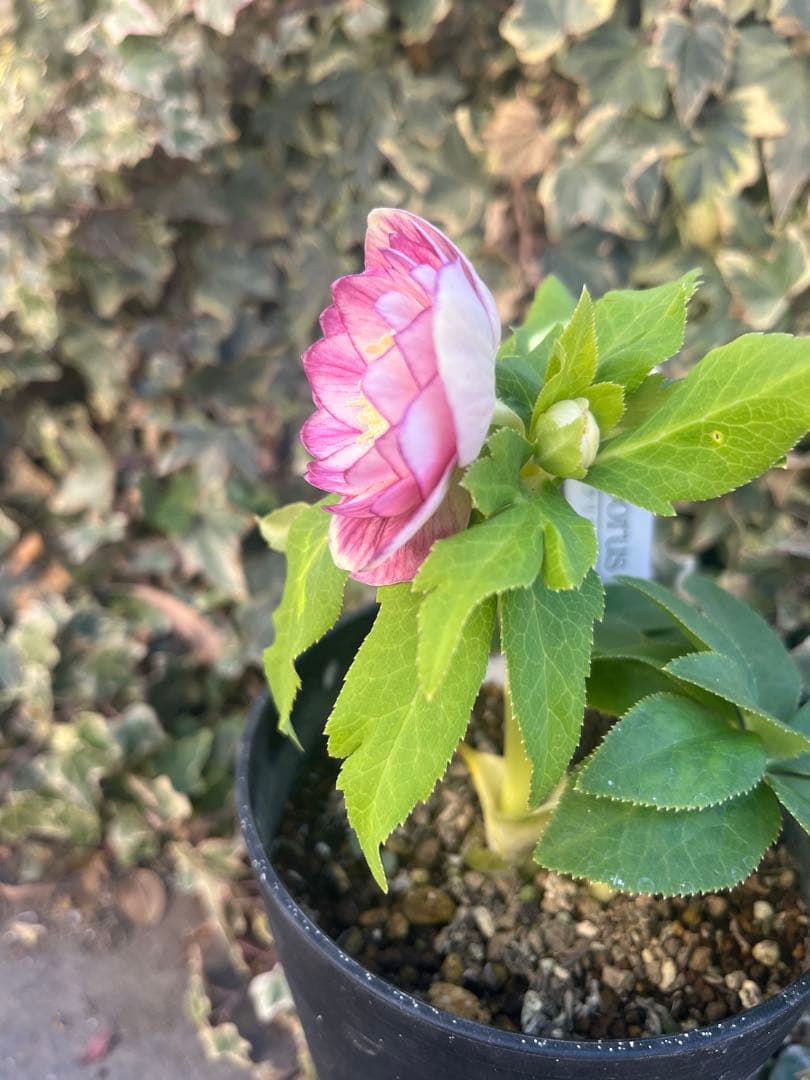 クリスマスローズ　広瀬園芸