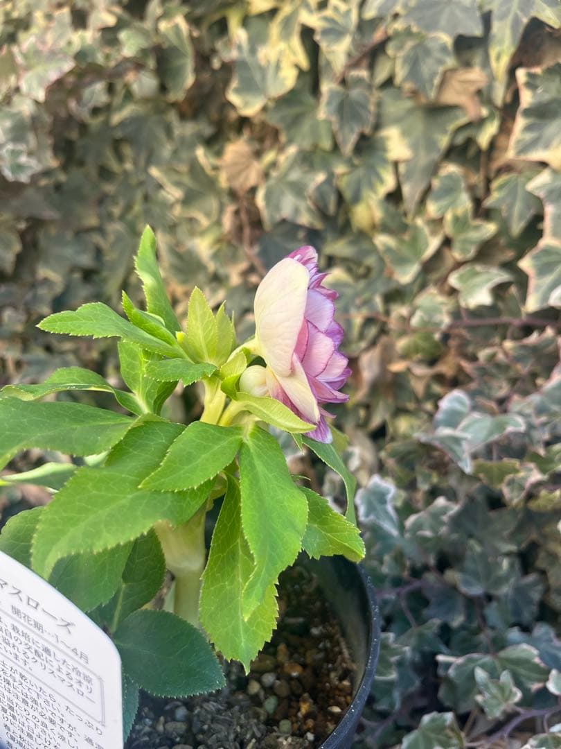 クリスマスローズ　広瀬園芸