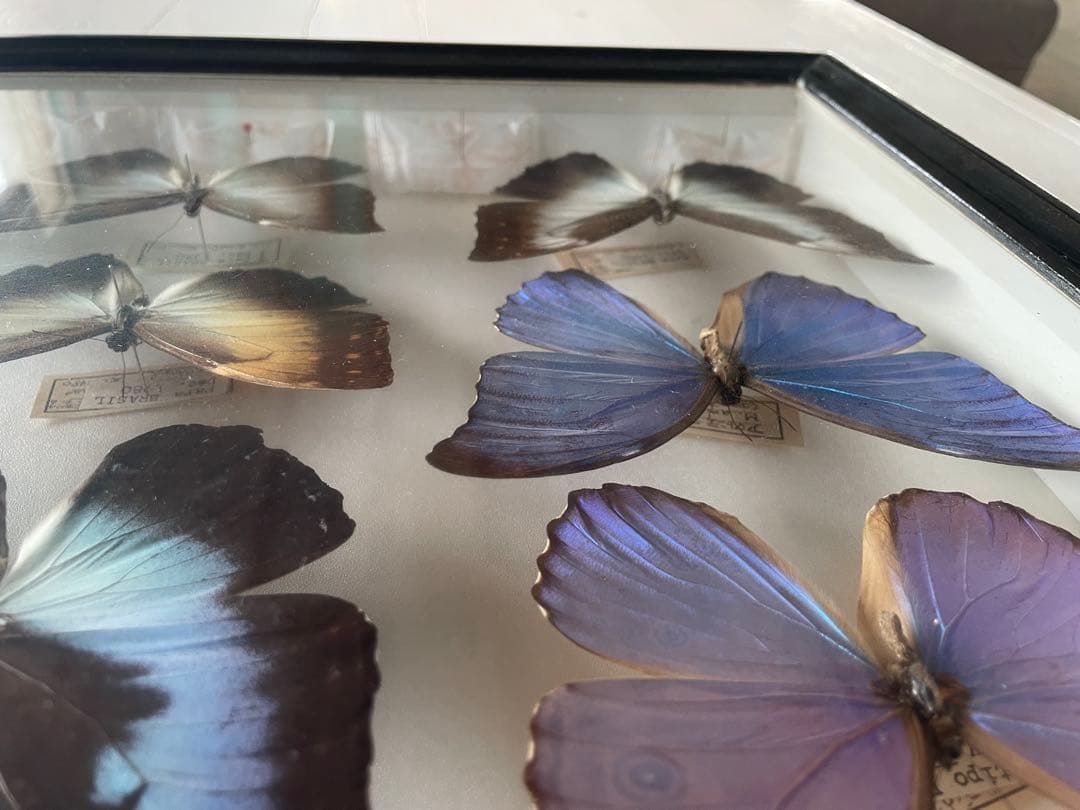 【蝶標本】タイヨウモルフォ他