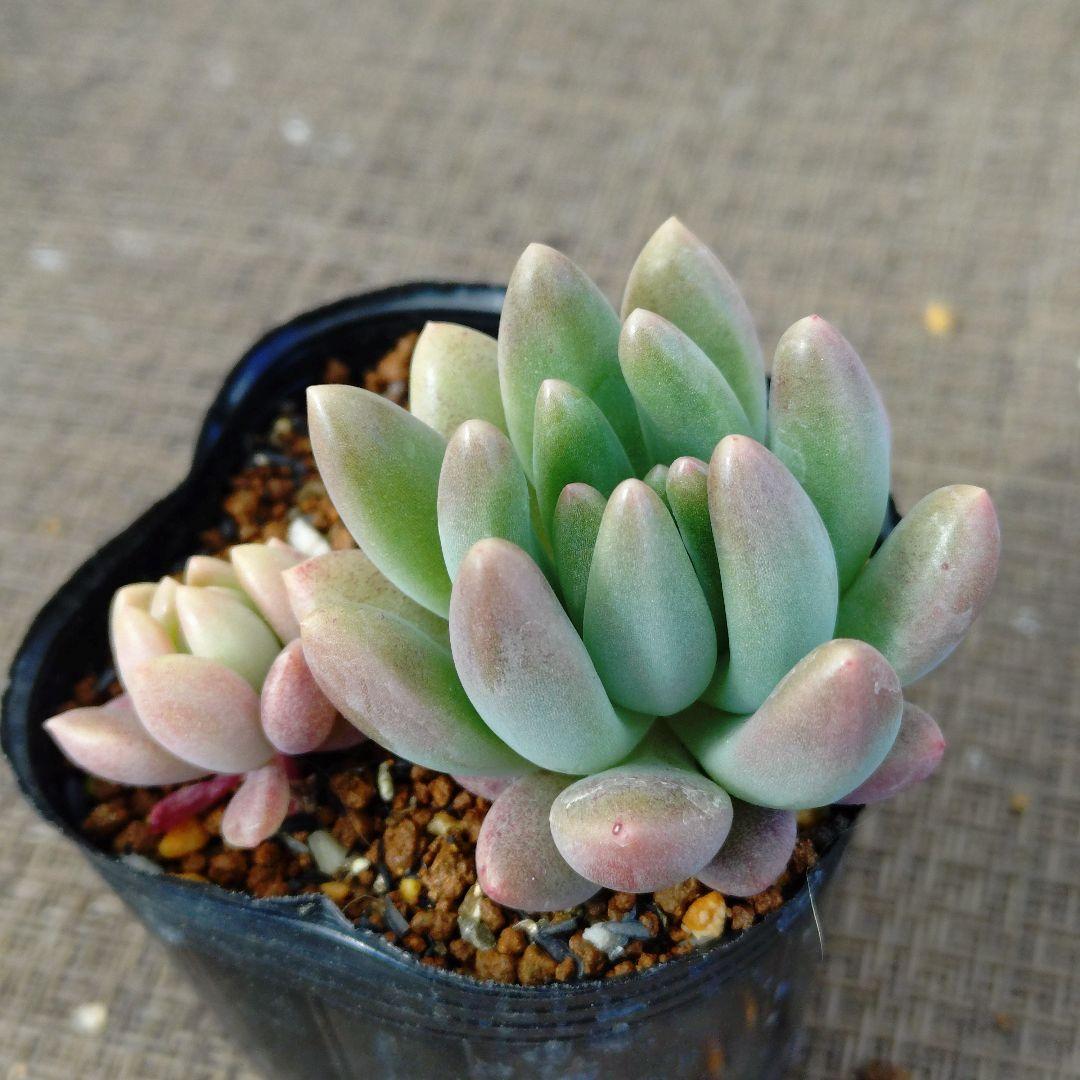 ぽ*と様 乙女心×tobarensis,Tobar 多肉植物抜き苗うに