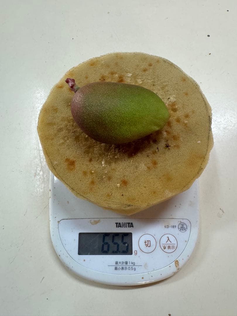 摘果マンゴー 15.5kg