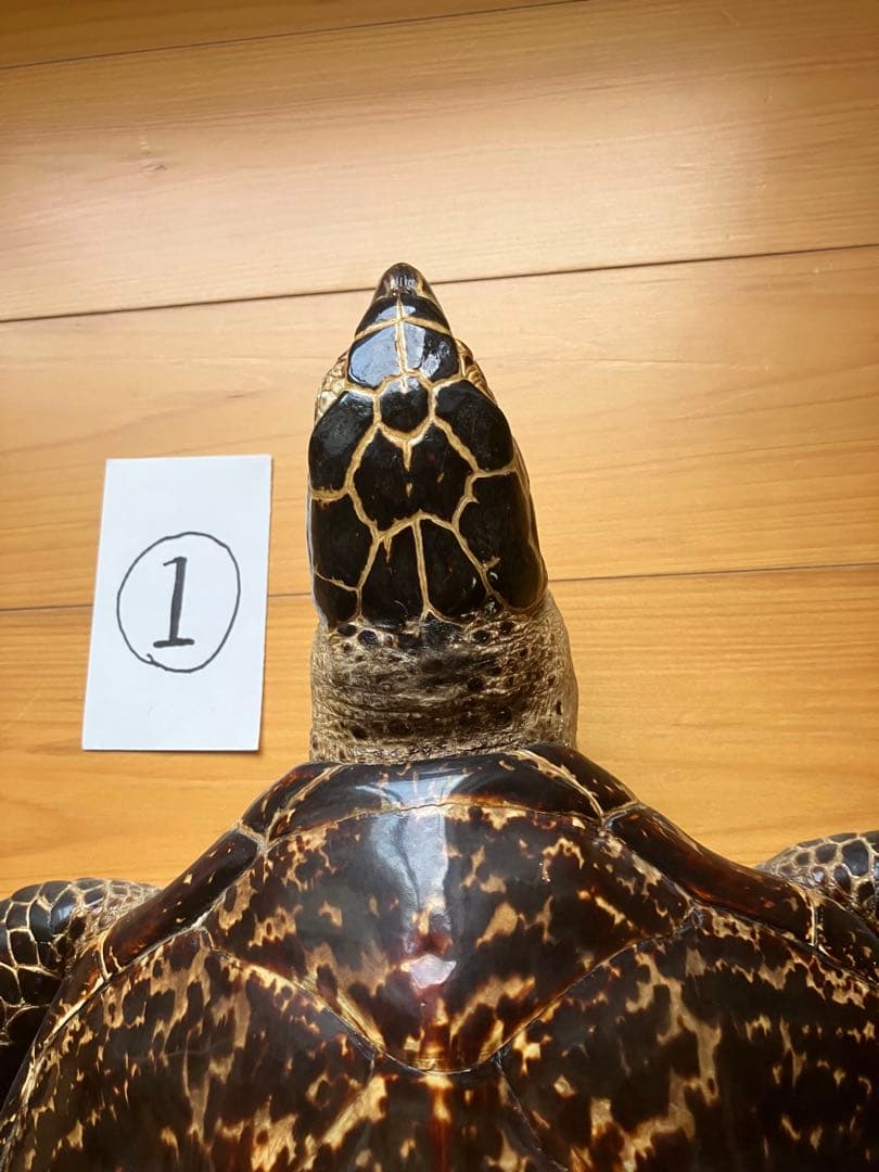 タイマイ　ウミガメ 剥製　2体 国際希少野生動植物種登録票あり