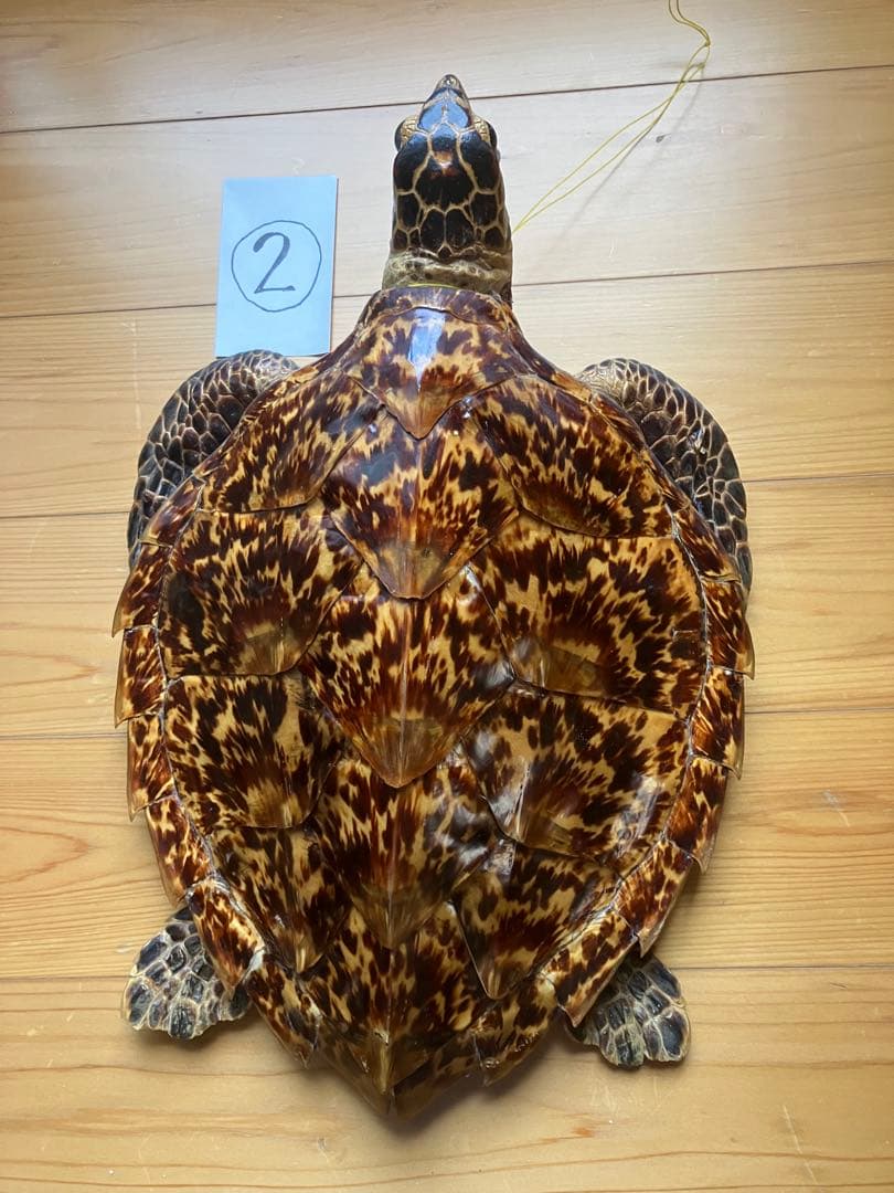 タイマイ　ウミガメ 剥製　2体 国際希少野生動植物種登録票あり