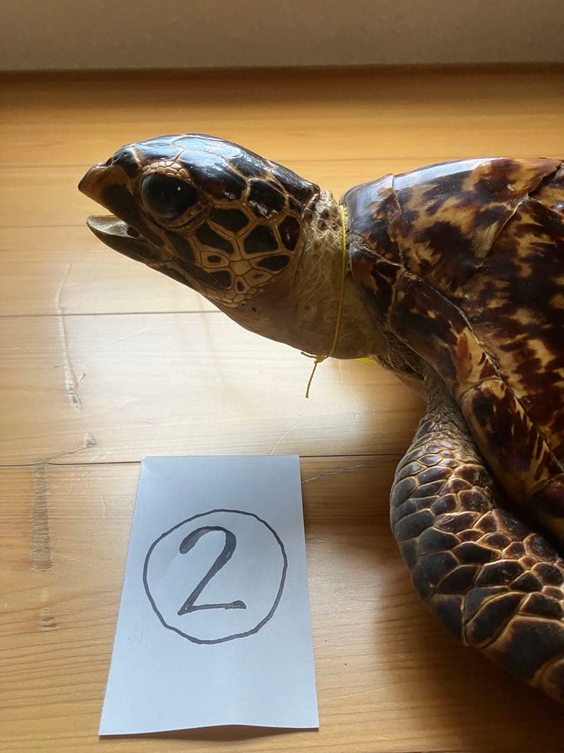タイマイ　ウミガメ 剥製　2体 国際希少野生動植物種登録票あり