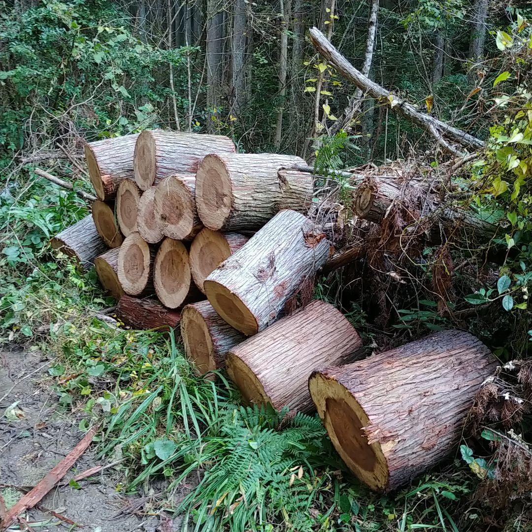 丸太スツール　丸太サイドテーブル　スギ
