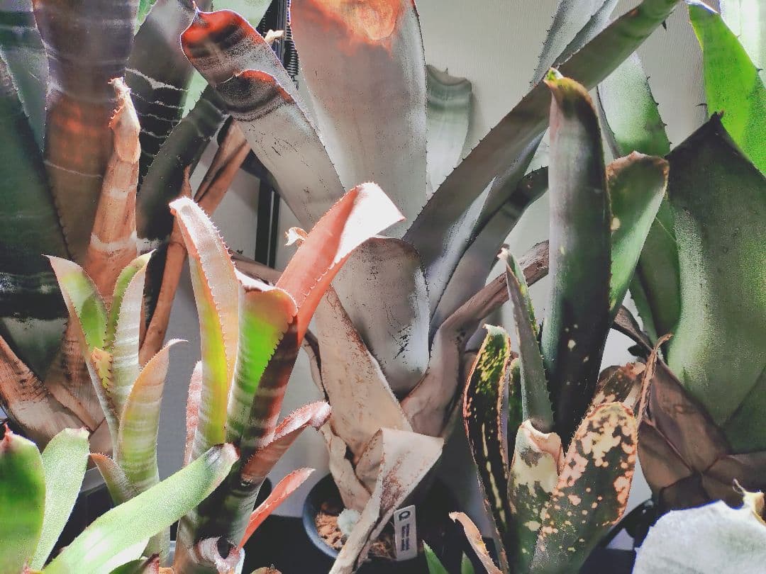 タンクブロメリア まとめ売り！引き取り限定