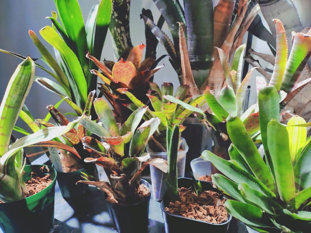 タンクブロメリア まとめ売り！引き取り限定