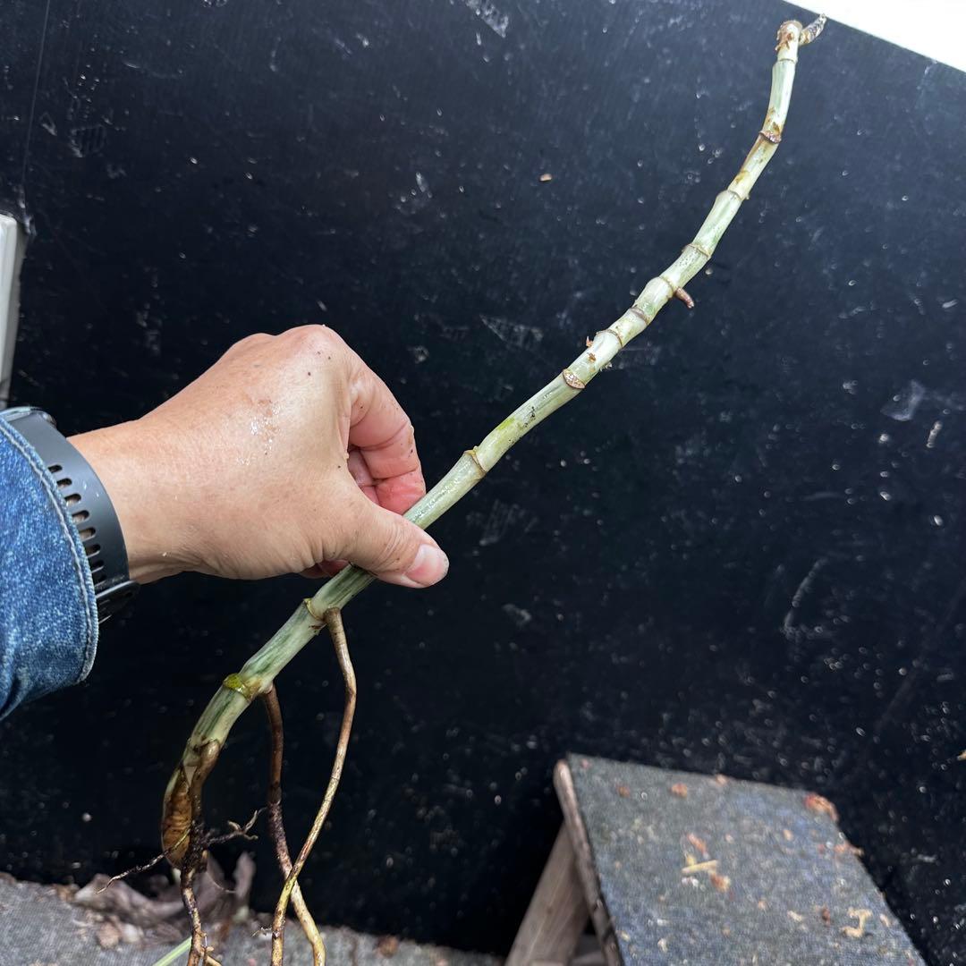 a*a様 斑入りモンステラホワイトタイガー大茎8株おまとめ