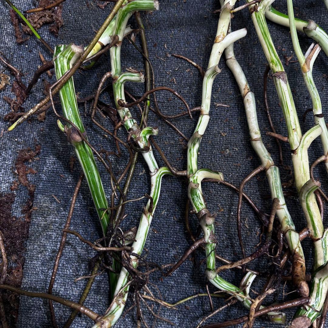 a*a様 斑入りモンステラホワイトタイガー大茎8株おまとめ