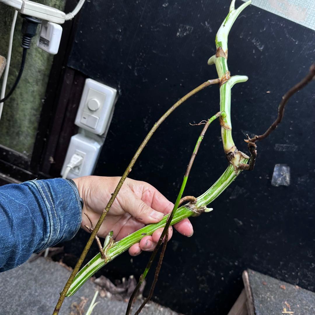 a*a様 斑入りモンステラホワイトタイガー大茎8株おまとめ