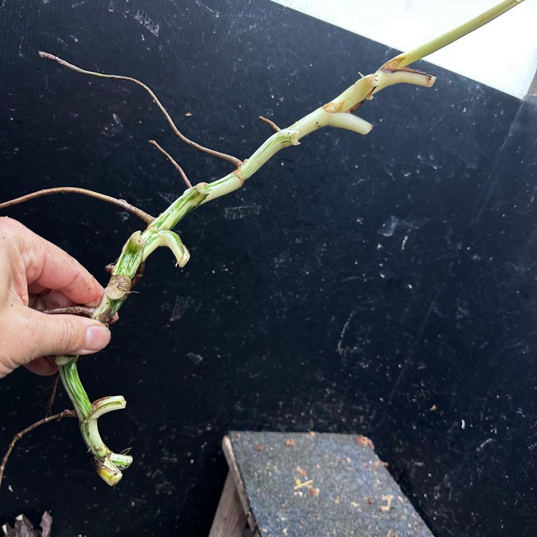 a*a様 斑入りモンステラホワイトタイガー大茎8株おまとめ