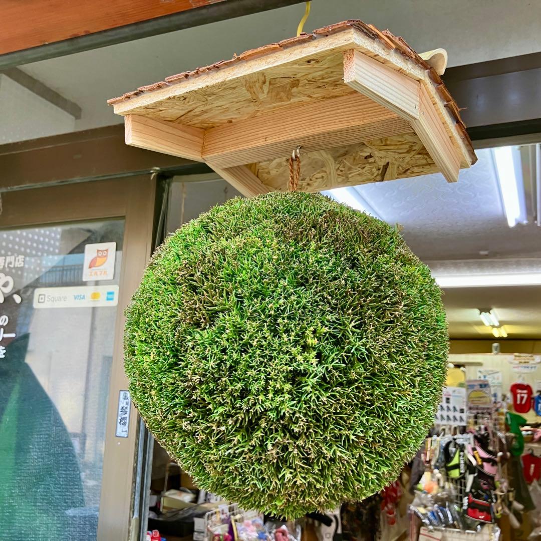 杉玉【屋根付き】③