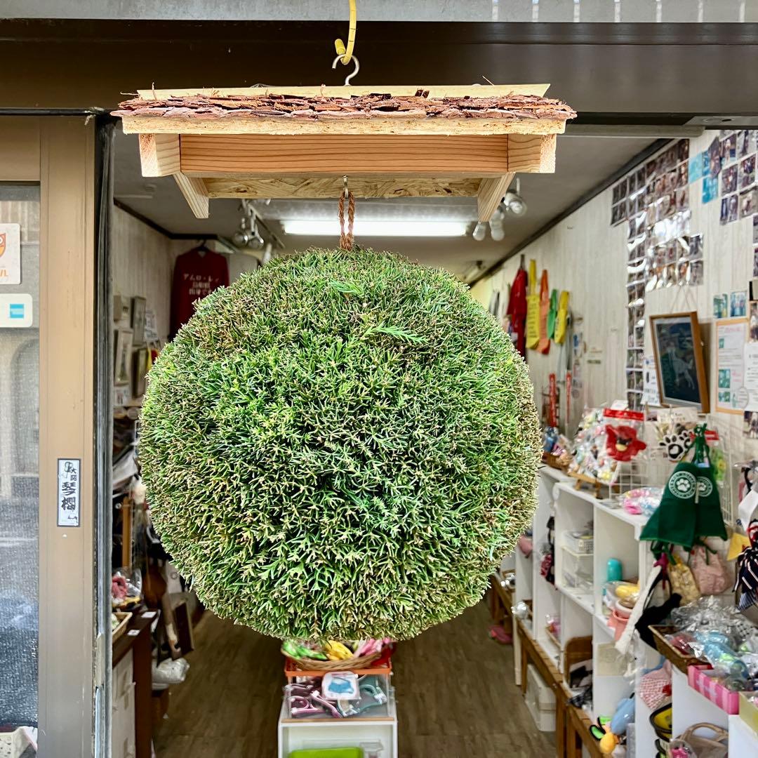 杉玉【屋根付き】③